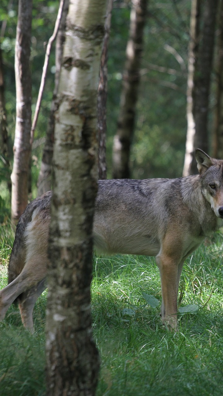 Обои пес, живая природа, дерево, лесистая местность, волк в разрешении 720x1280