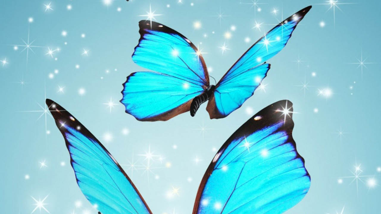 Обои бабочка, синий, насекомое, бирюза, мотыльки и бабочки в разрешении 1280x720