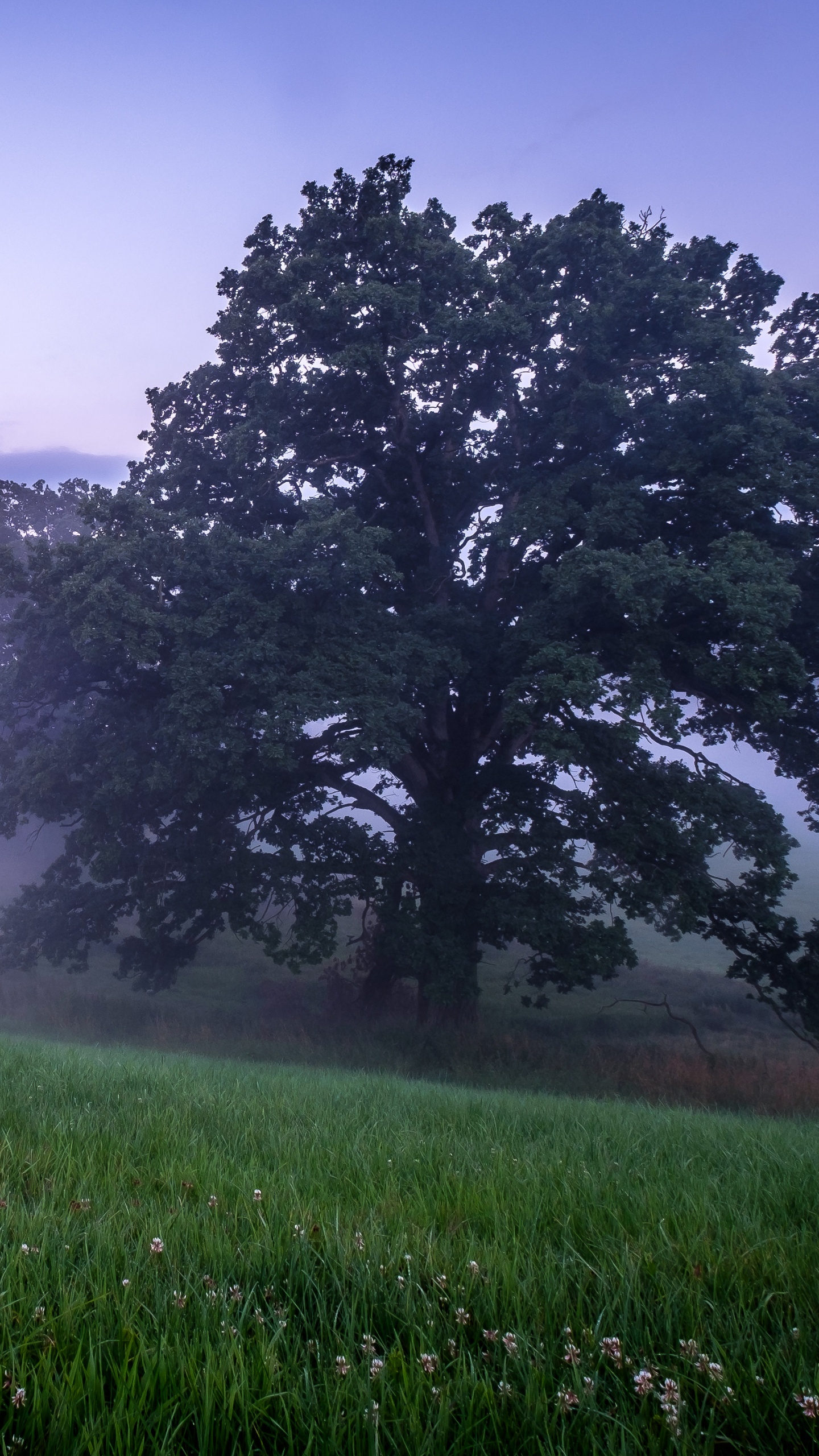 Обои туман, растение, атмосфера, облако, природный ландшафт в разрешении 1440x2560
