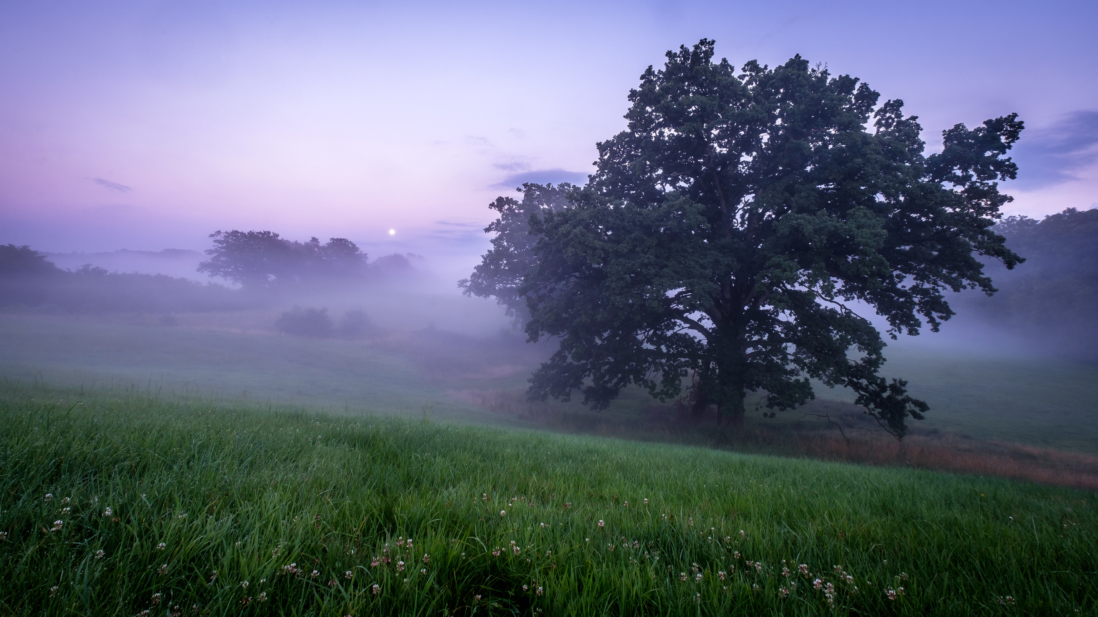 Обои туман, растение, атмосфера, облако, природный ландшафт в разрешении 3840x2160