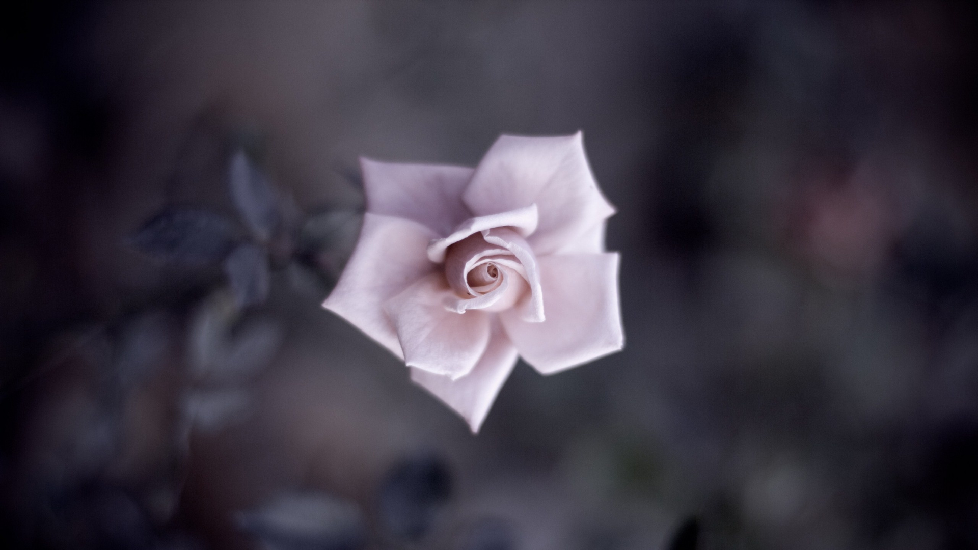 Обои удивительный цветок, цветок, Роза, розовые цветы, лепесток в разрешении 1920x1080