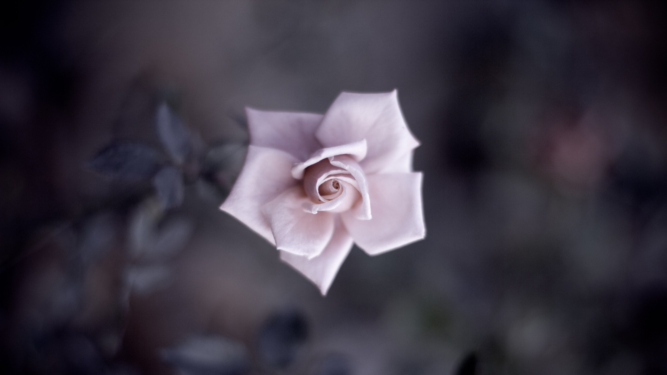 Обои удивительный цветок, цветок, Роза, розовые цветы, лепесток в разрешении 2560x1440