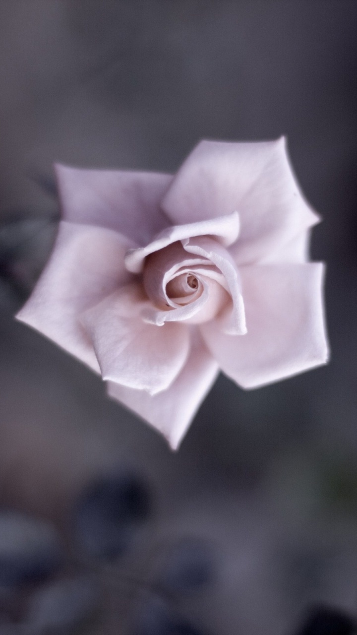 Обои удивительный цветок, цветок, Роза, розовые цветы, лепесток в разрешении 720x1280