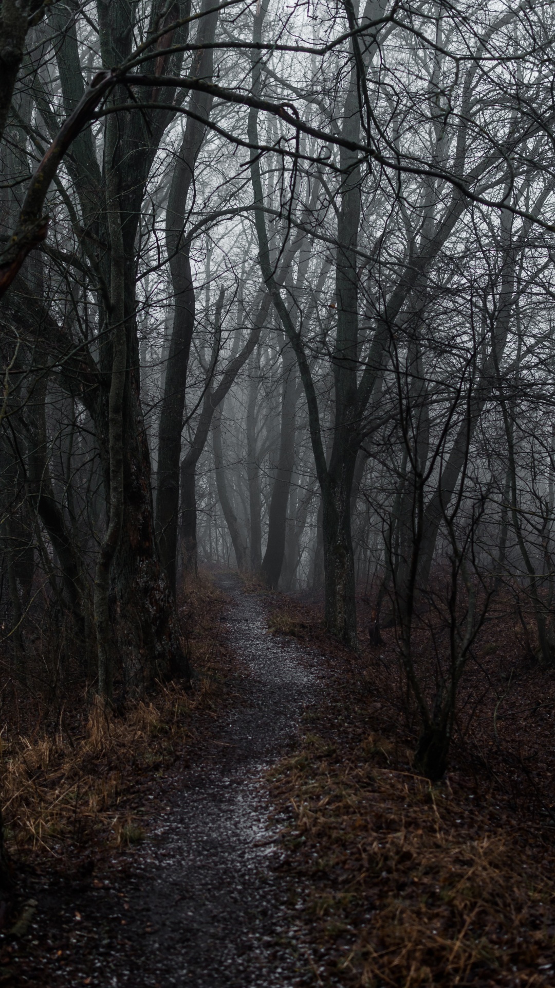 Обои туман, дерево, атмосфера, лесистая местность, лес в разрешении 1080x1920