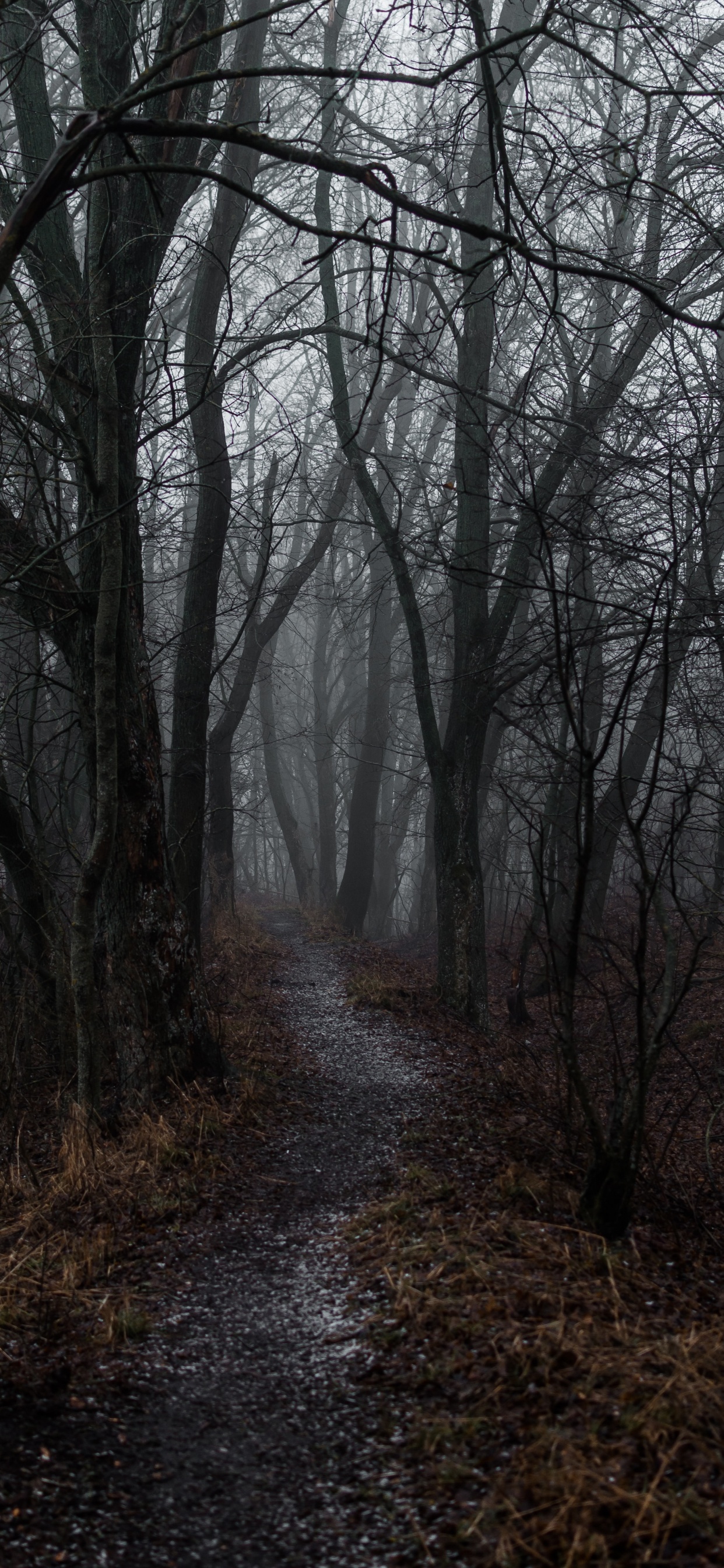 Обои туман, дерево, атмосфера, лесистая местность, лес в разрешении 1242x2688