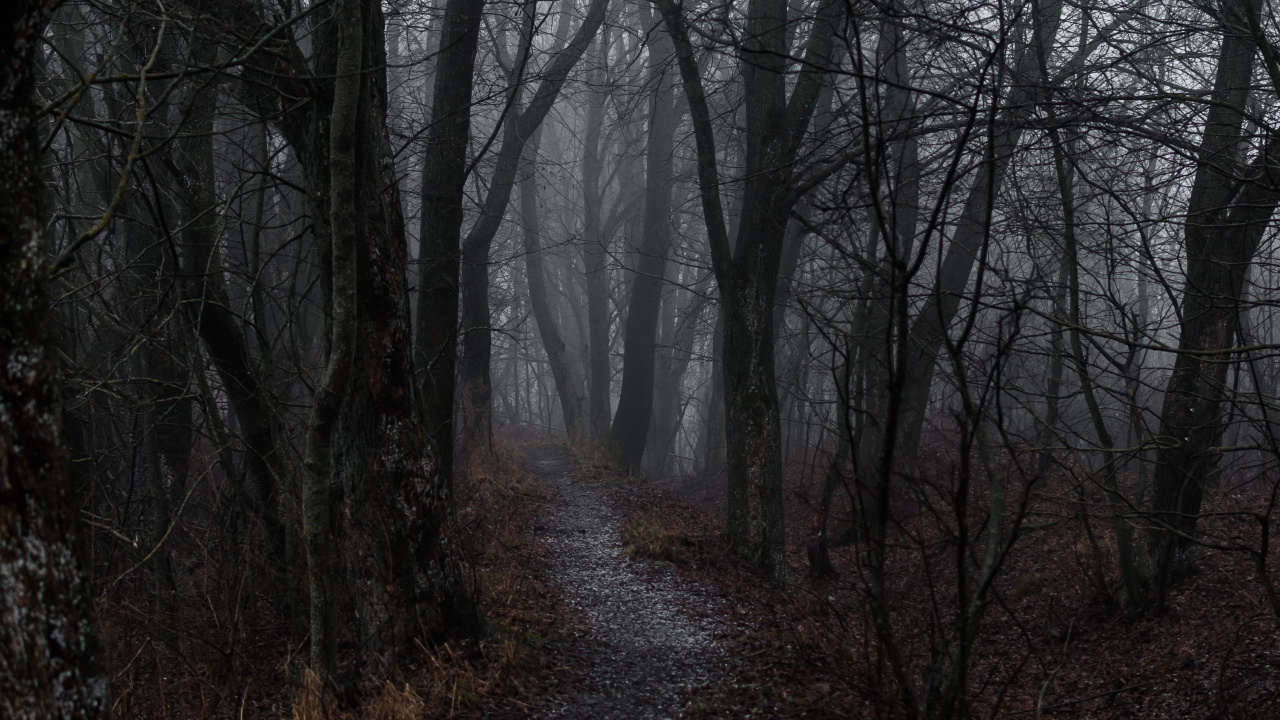 Обои туман, дерево, атмосфера, лесистая местность, лес в разрешении 1280x720