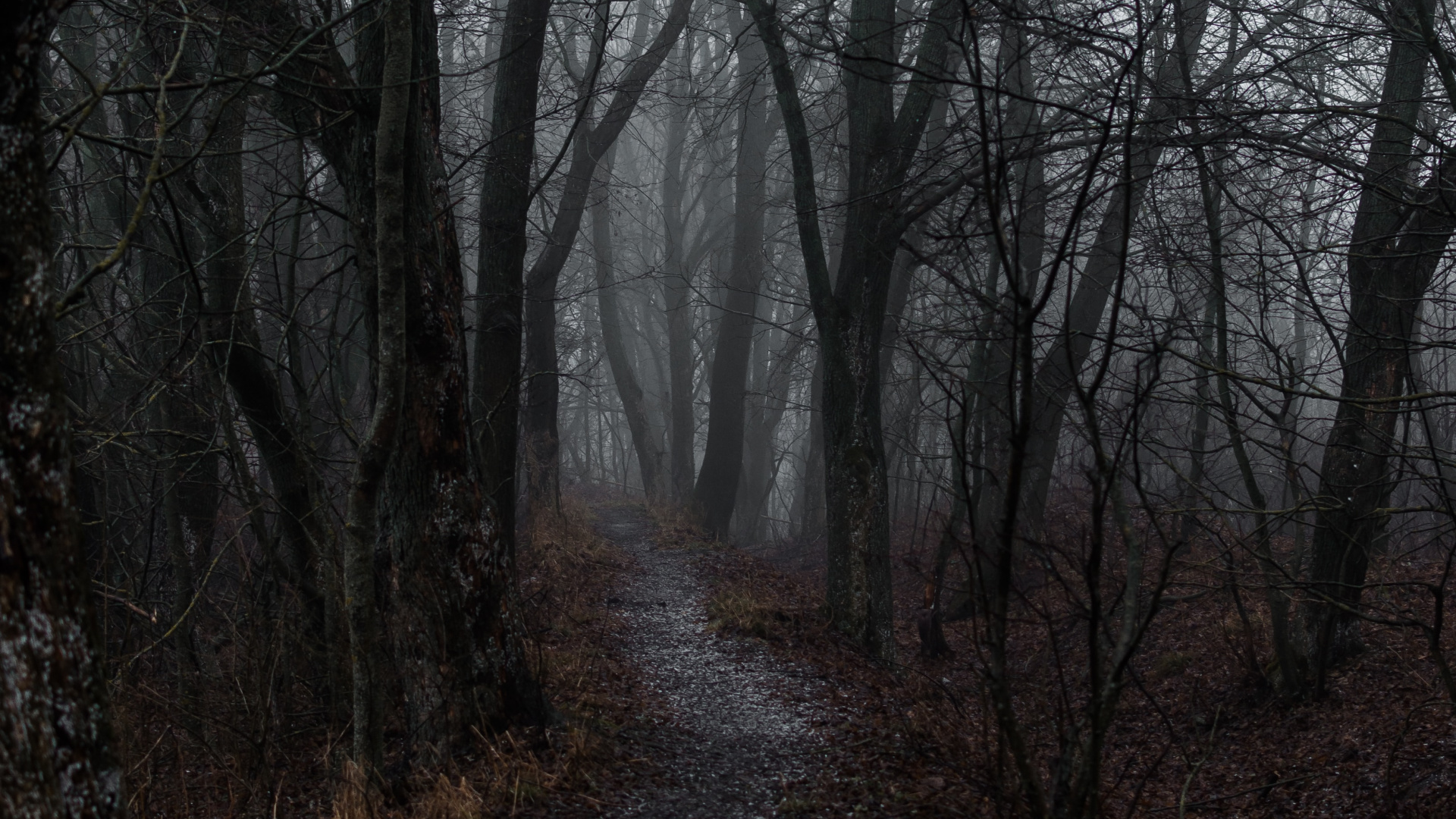 Обои туман, дерево, атмосфера, лесистая местность, лес в разрешении 1920x1080