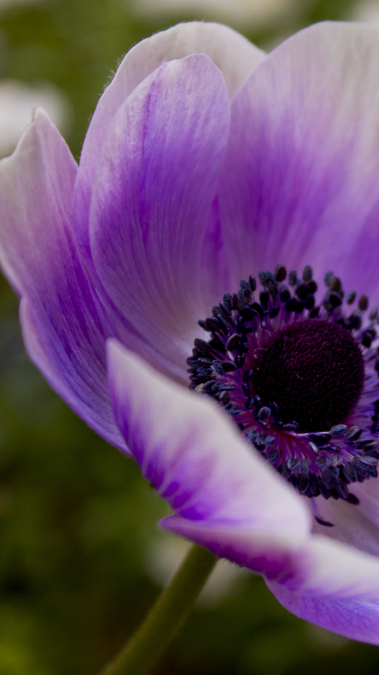 Обои лепесток, цветковое растение, пурпур, Фиолетовый, растение в разрешении 750x1334