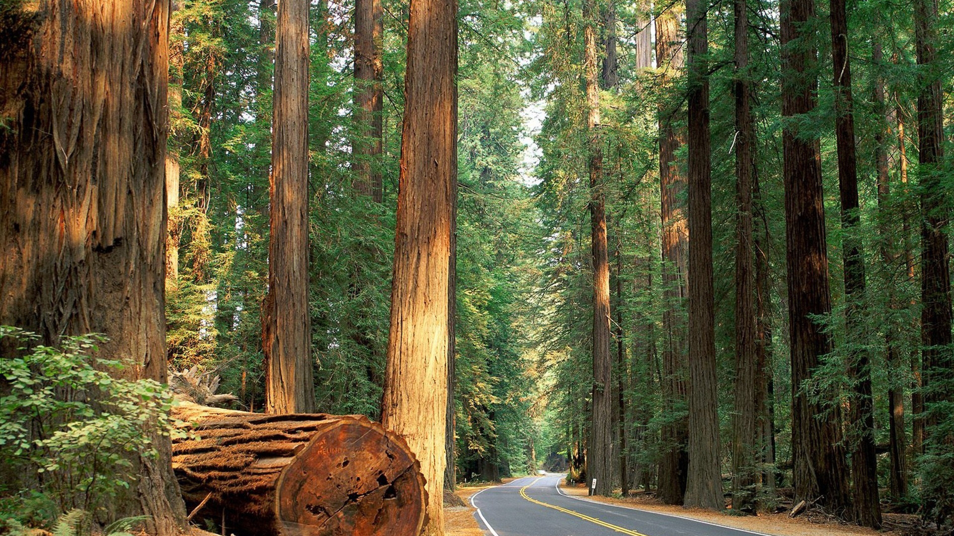 Обои секвойи, гигантская секвойя, дерево, лес, путь в разрешении 3840x2160