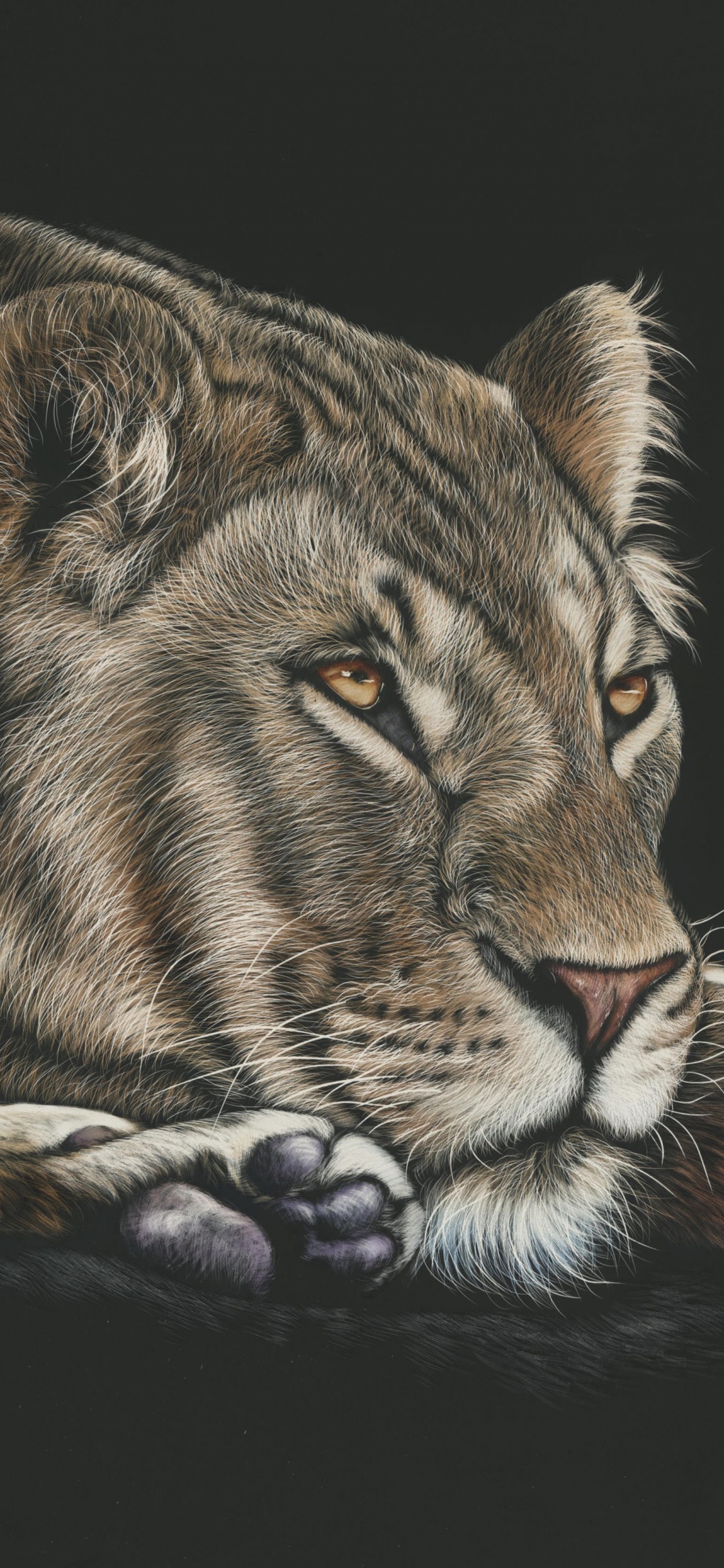 Обои Лев, рисование, живая природа, кошачьих, наземные животные в разрешении 1125x2436