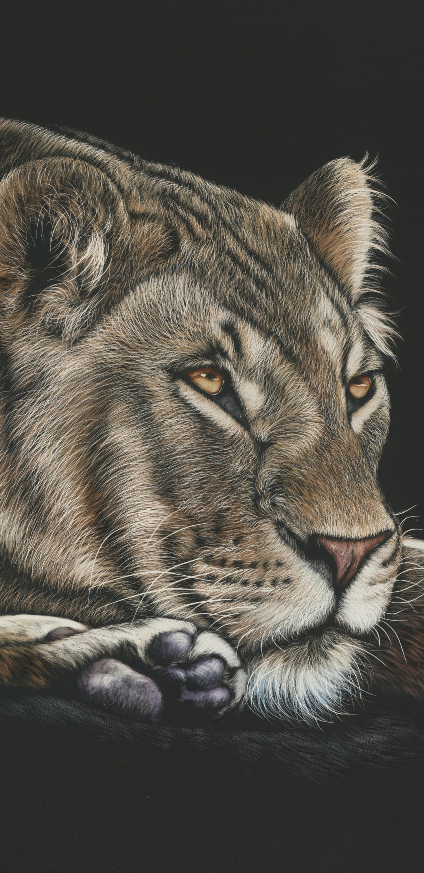 Обои Лев, рисование, живая природа, кошачьих, наземные животные в разрешении 1440x2960