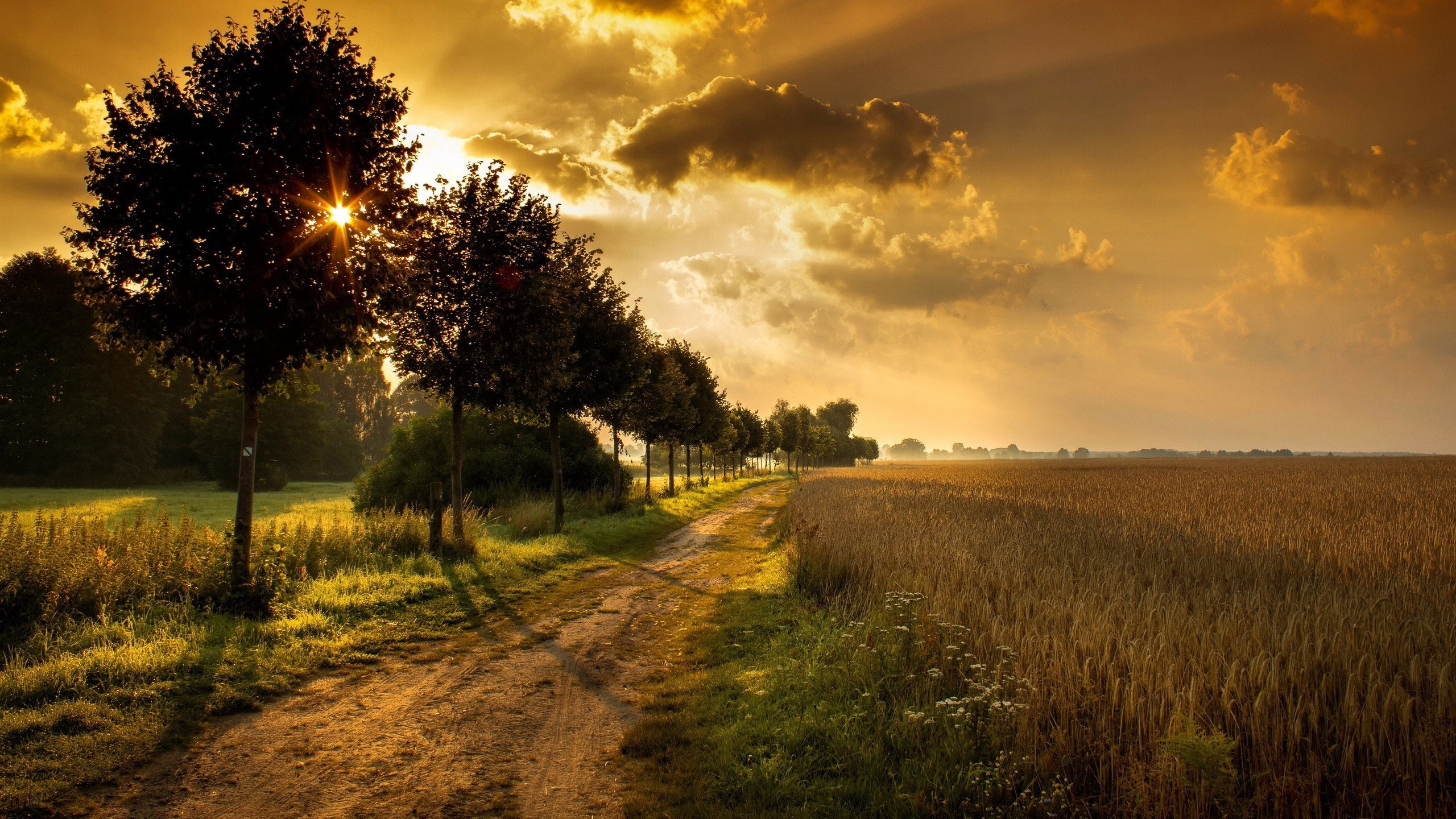 Обои закат, природа, дерево, солнечный свет, утро в разрешении 2560x1440