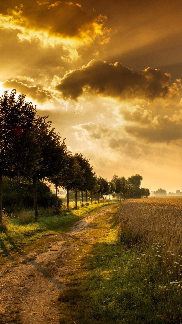 Обои закат, природа, дерево, солнечный свет, утро в разрешении 720x1280