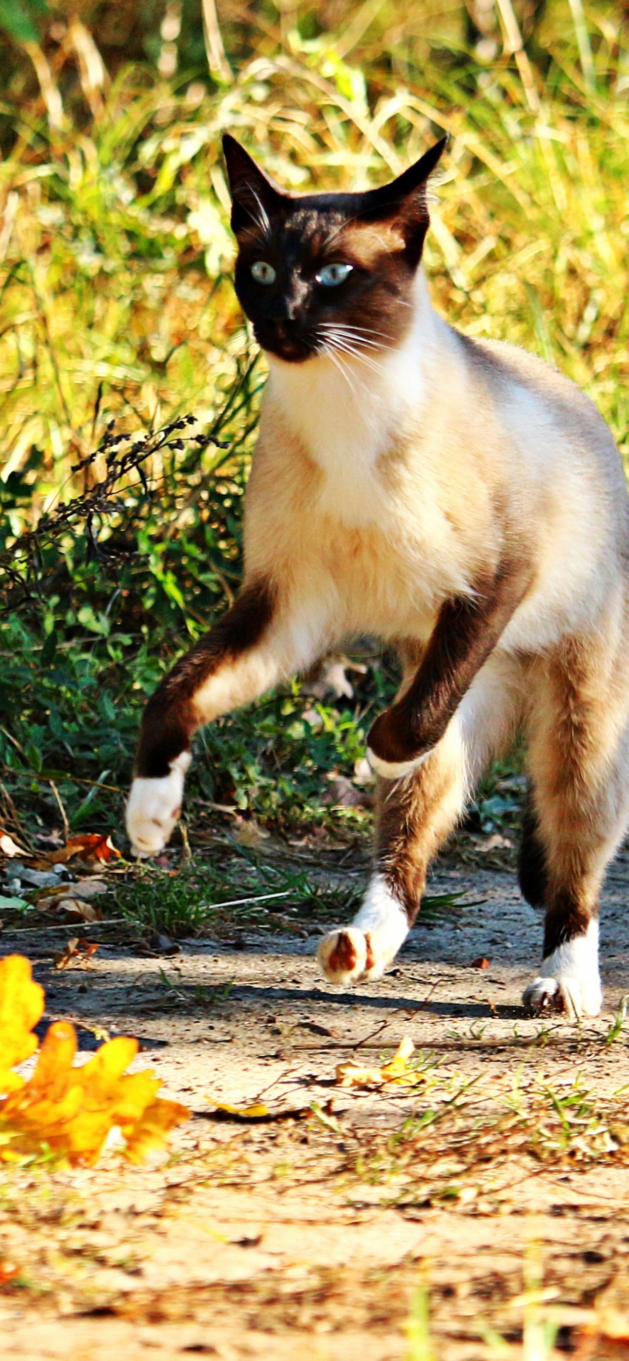 Обои сиамская кошка, котенок, полосатый кот, черная кошка, привлекательность в разрешении 1242x2688