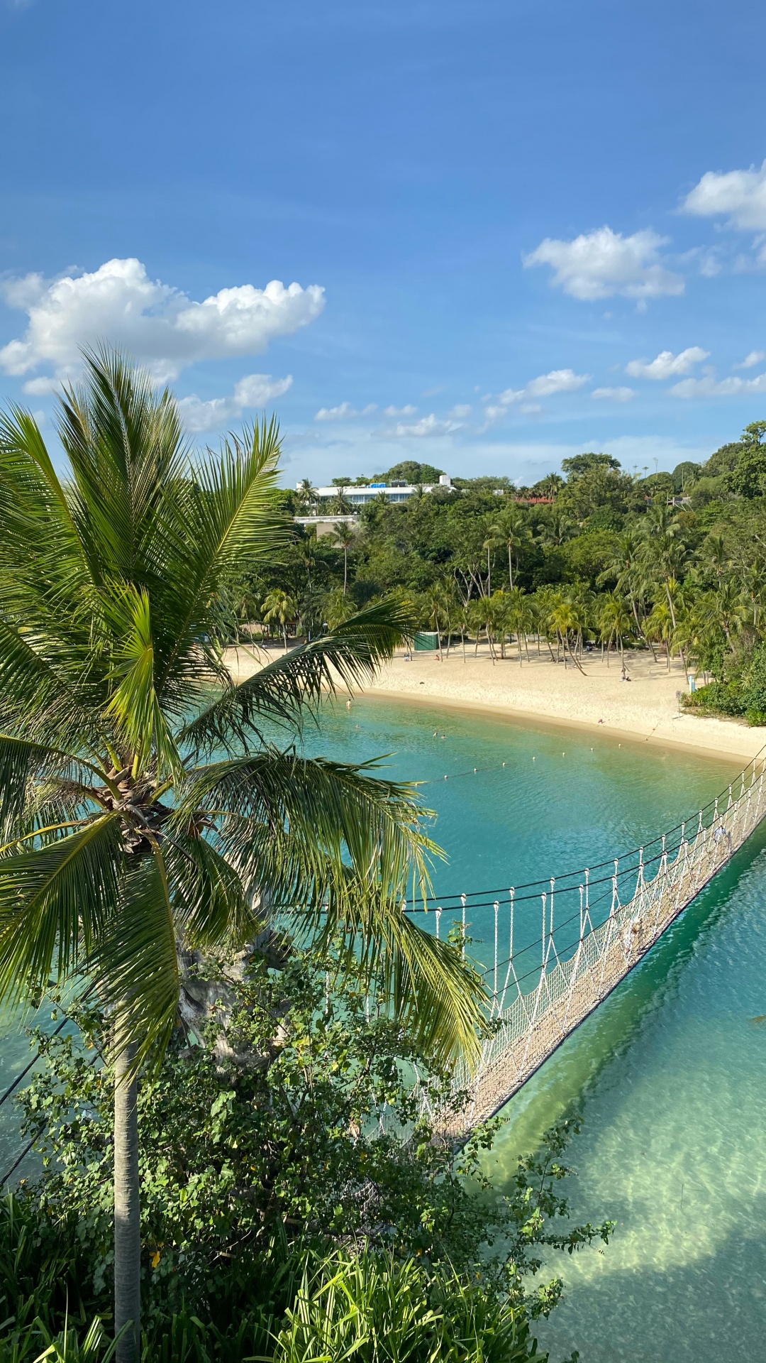 Обои природа, пальмовые рощи, наука, водоем, растительность в разрешении 1080x1920