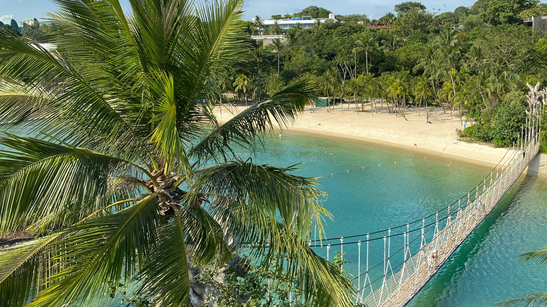 Обои природа, пальмовые рощи, наука, водоем, растительность в разрешении 1920x1080