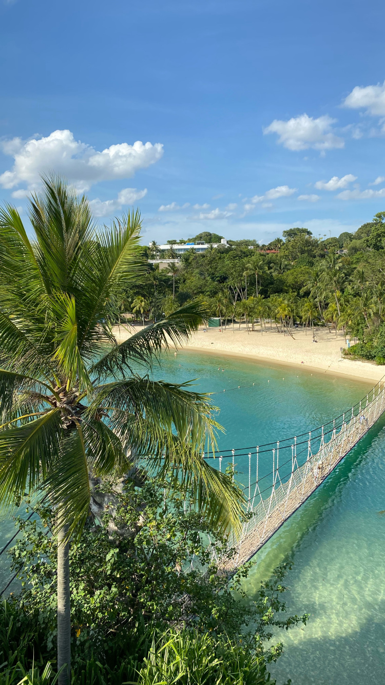 Обои природа, пальмовые рощи, наука, водоем, растительность в разрешении 750x1334