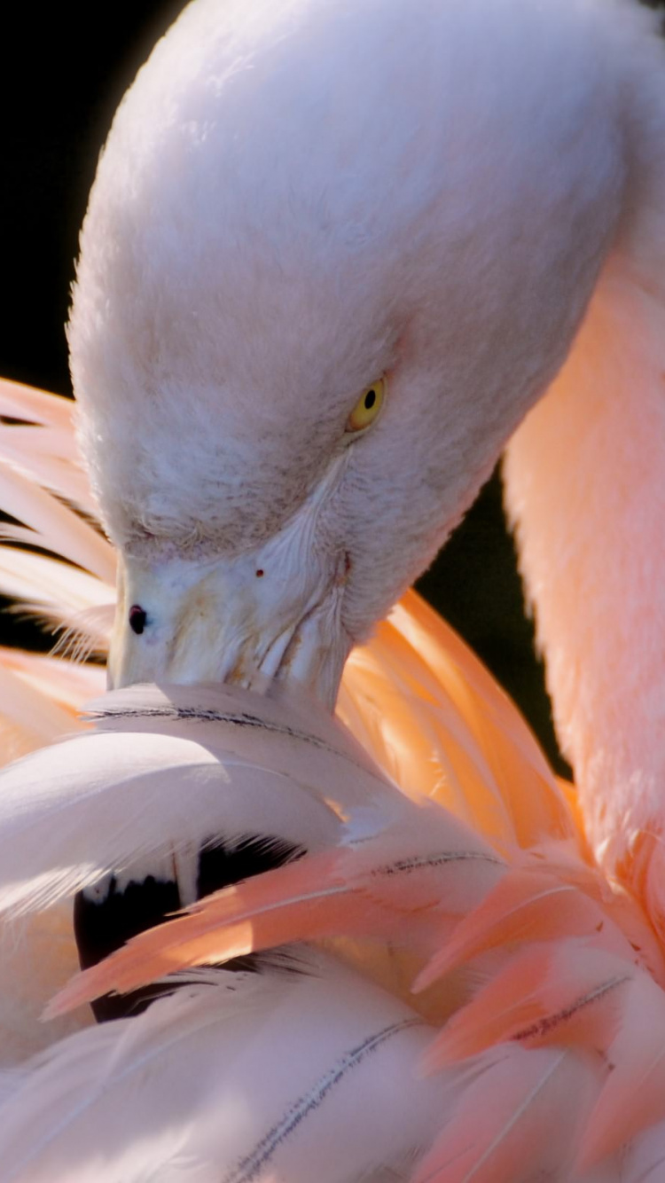 Обои фламинго, птица, Большой фламинго, водоплавающие птицы, клюв в разрешении 750x1334