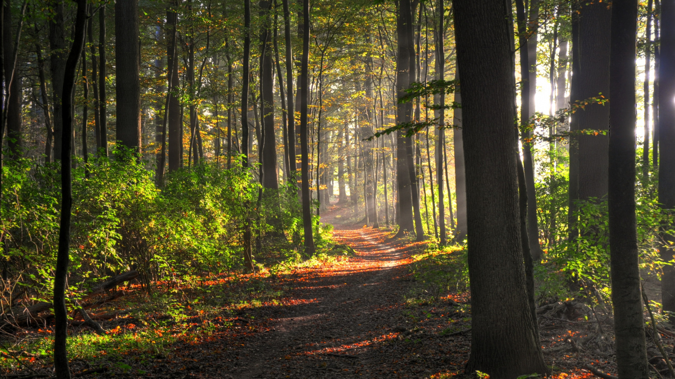 Обои лес, дерево, природа, лесистая местность, лесная тропинка в разрешении 1366x768