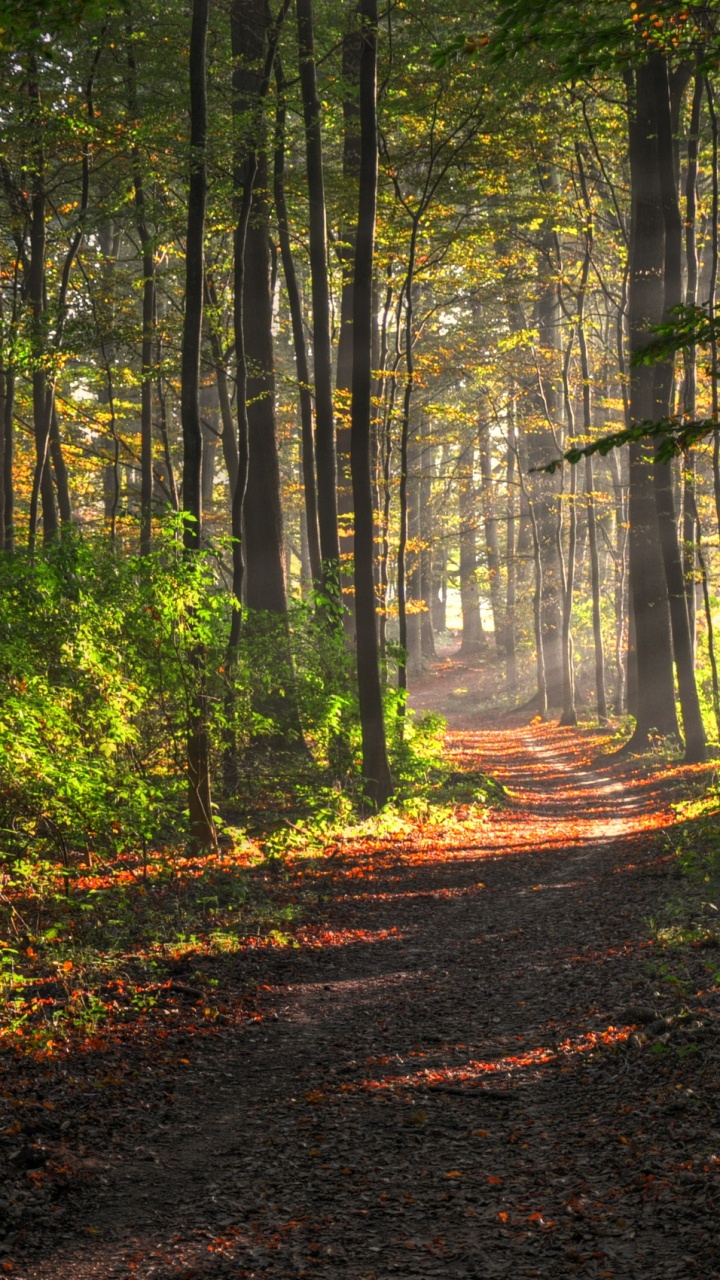 Обои лес, дерево, природа, лесистая местность, лесная тропинка в разрешении 720x1280