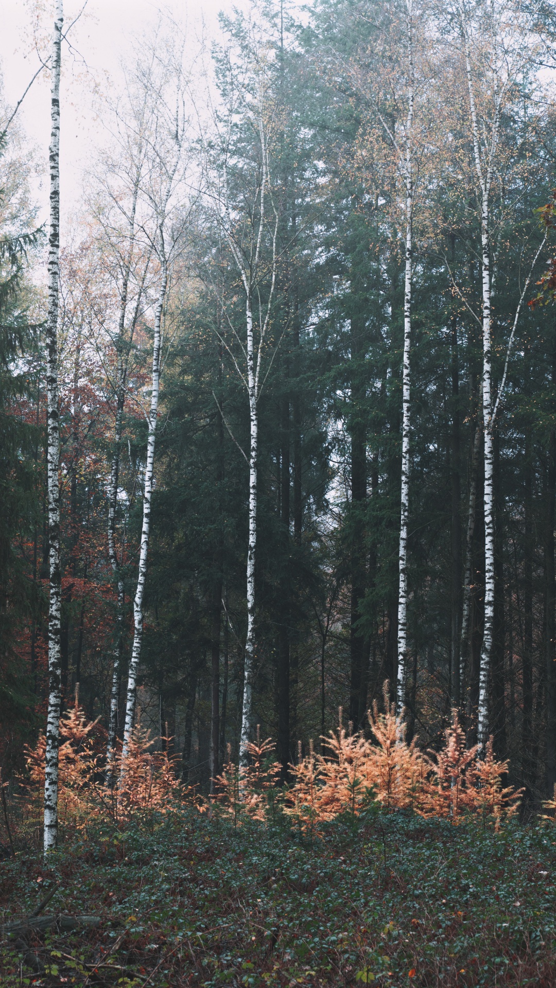 Обои береза, лес, биом, лесное хозяйство, хвойными лесами в разрешении 1080x1920