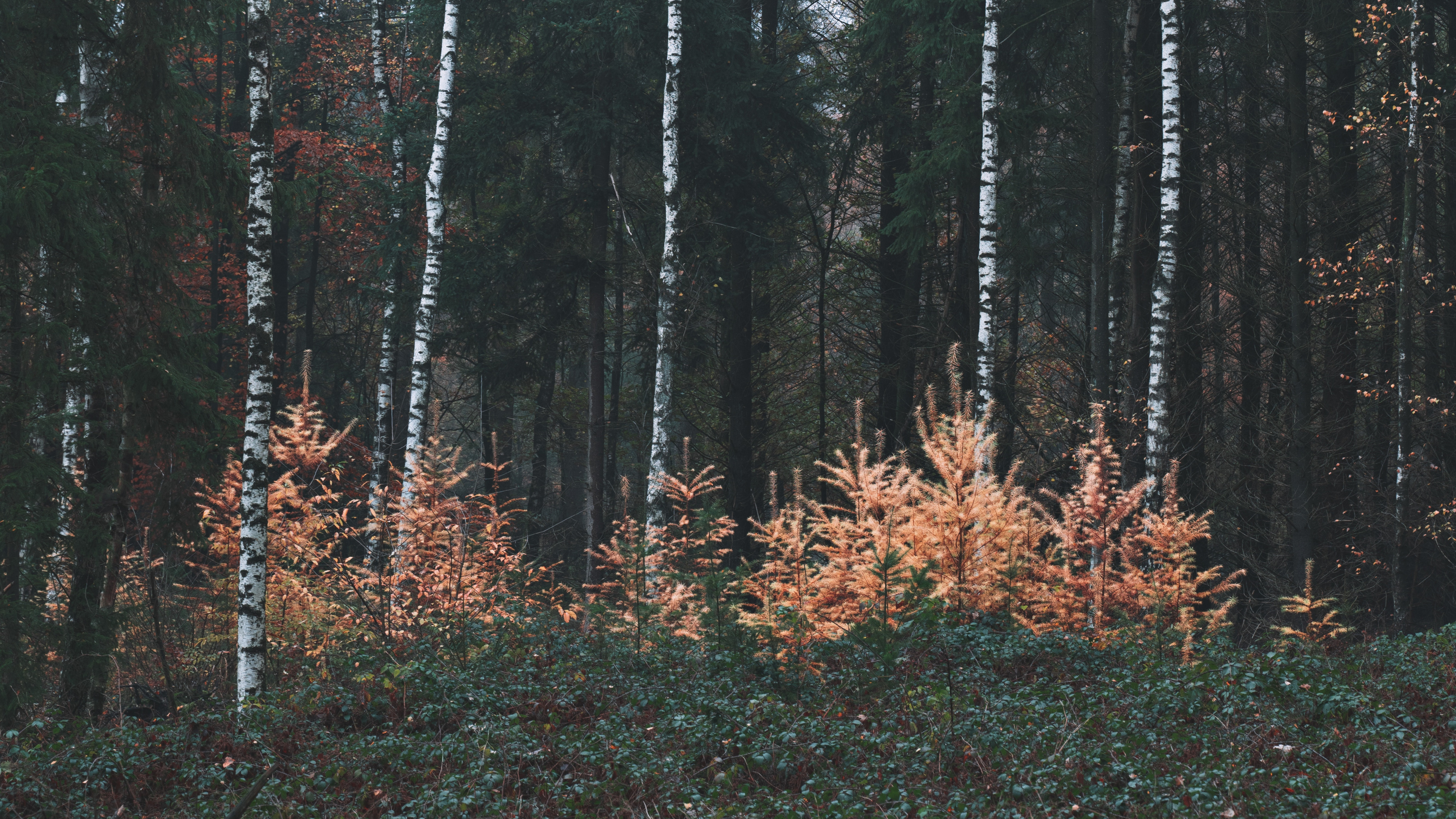 Обои береза, лес, биом, лесное хозяйство, хвойными лесами в разрешении 3840x2160