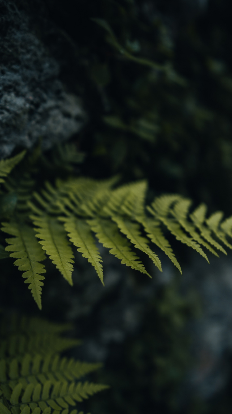 Обои древесина, Damaksnis, растение, прут, дерево в разрешении 750x1334