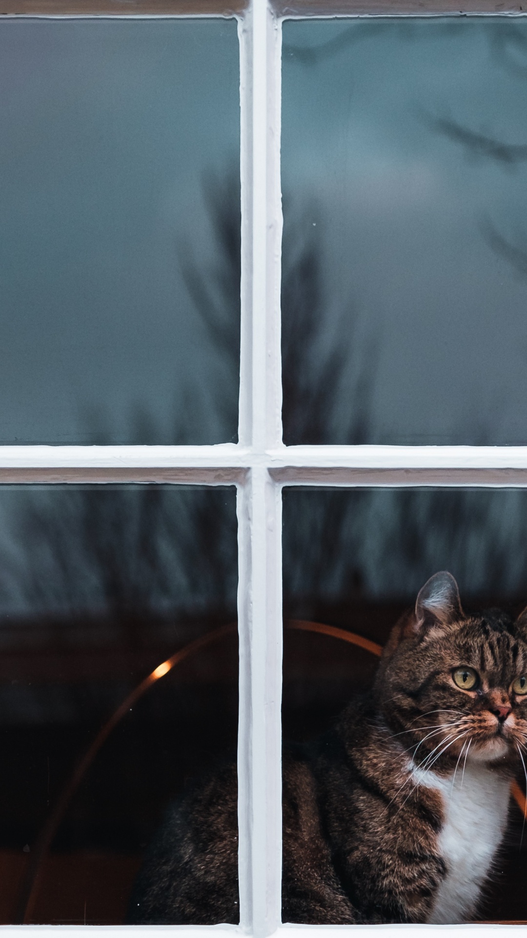 Обои окно, кот, кошачьих, бакенбарды, котенок в разрешении 1080x1920