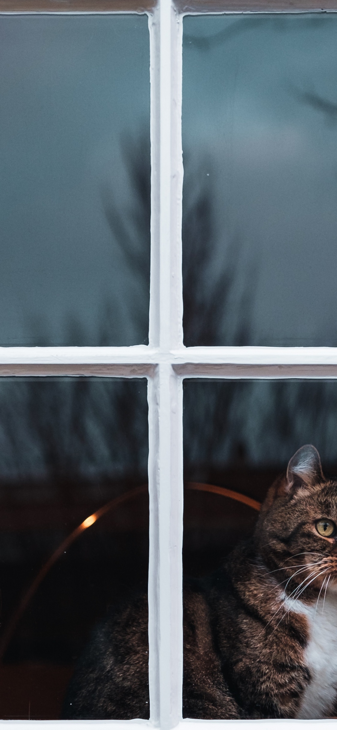 Обои окно, кот, кошачьих, бакенбарды, котенок в разрешении 1125x2436