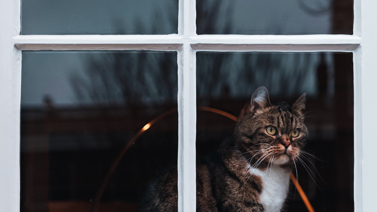 Обои окно, кот, кошачьих, бакенбарды, котенок в разрешении 1280x720