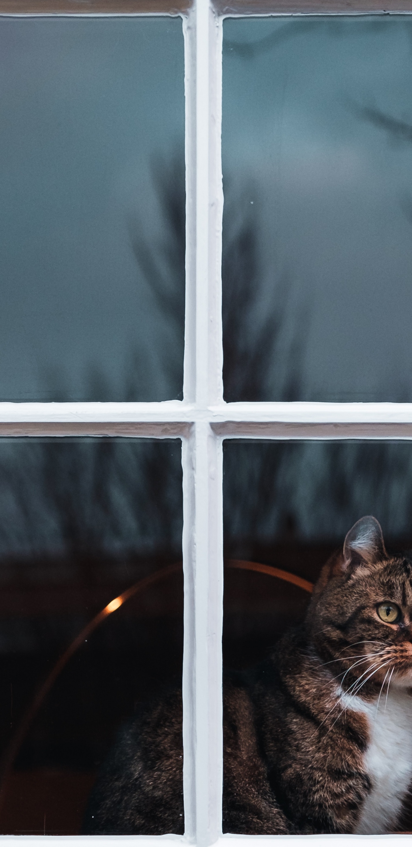Обои окно, кот, кошачьих, бакенбарды, котенок в разрешении 1440x2960