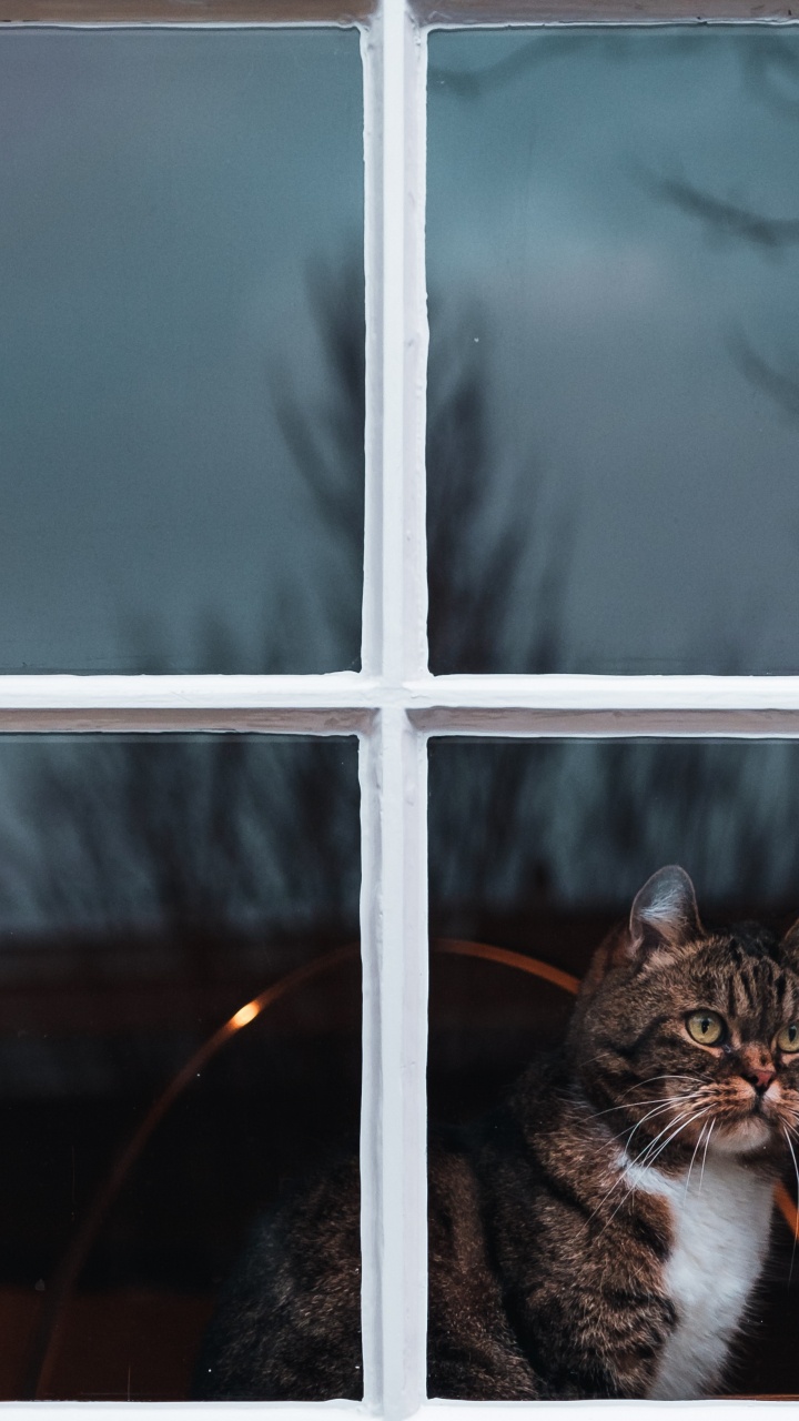 Обои окно, кот, кошачьих, бакенбарды, котенок в разрешении 720x1280