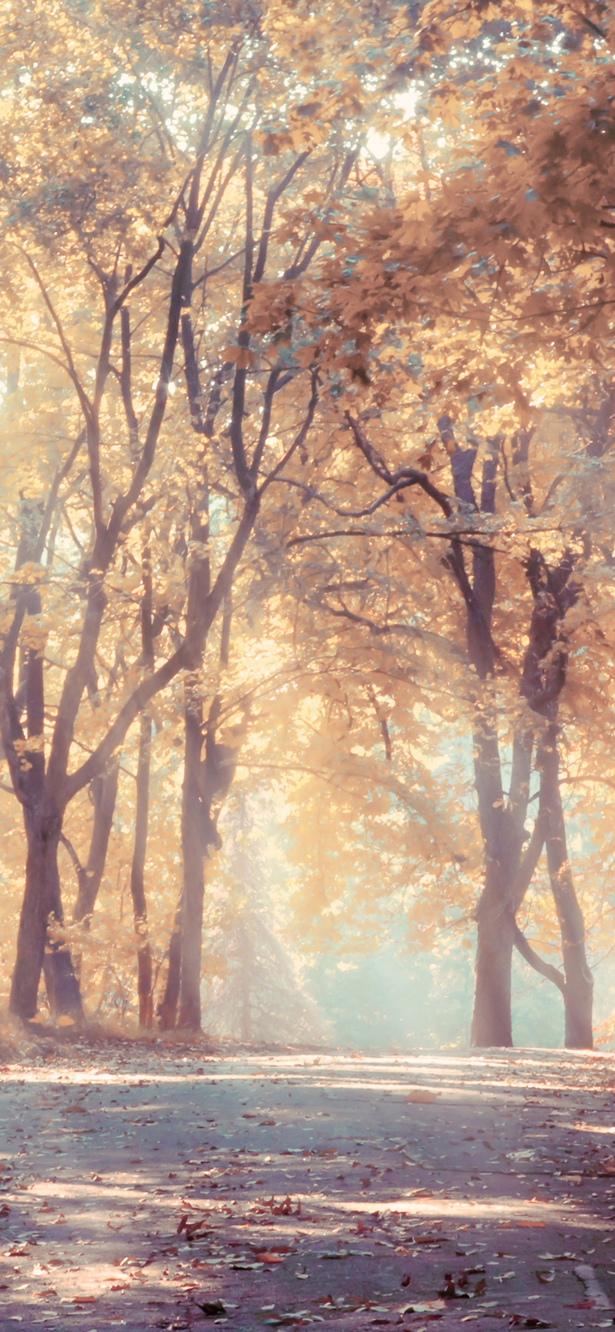 Обои природа, лес, дерево, солнечный свет, лесистая местность в разрешении 1242x2688