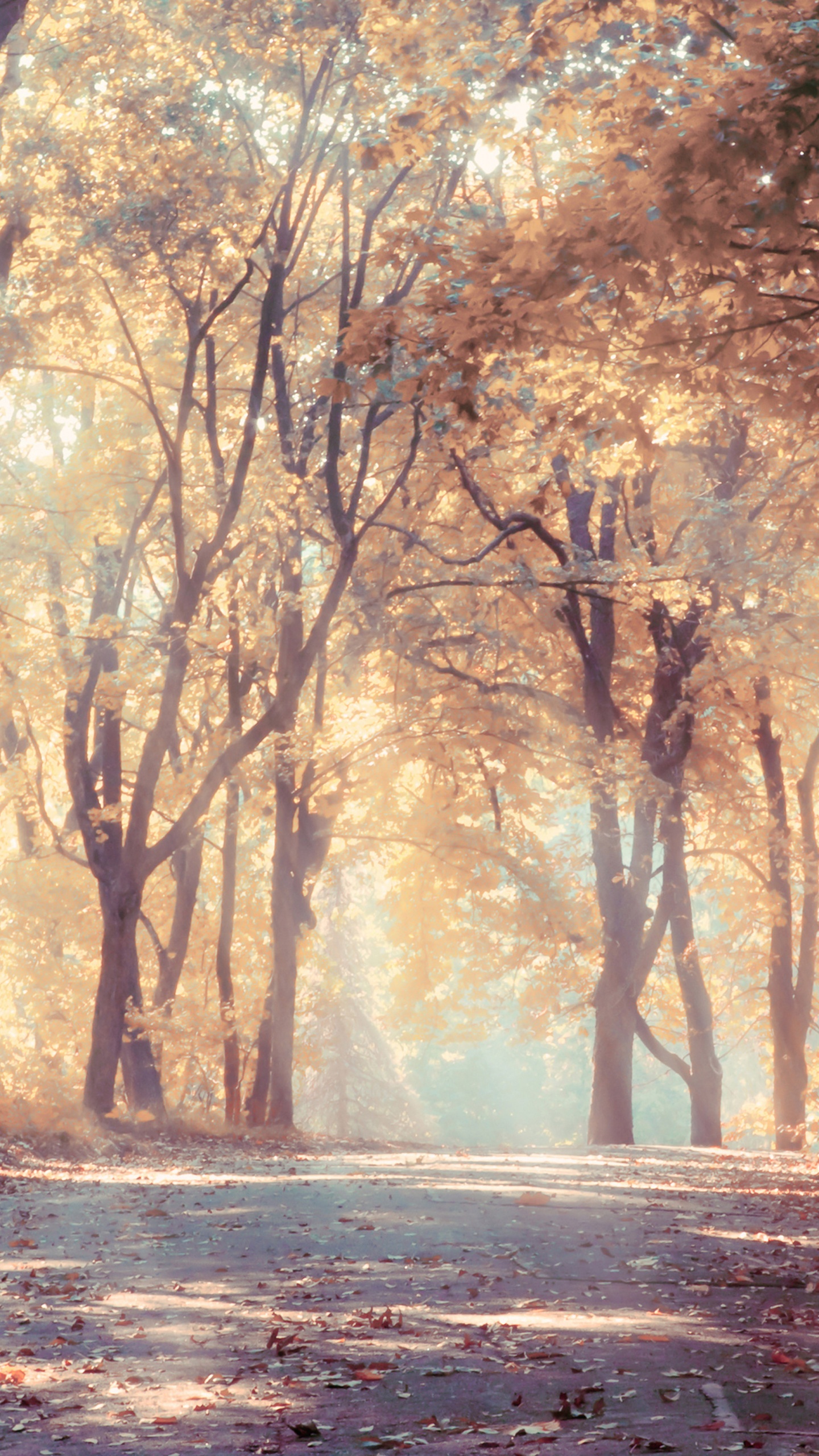 Обои природа, лес, дерево, солнечный свет, лесистая местность в разрешении 1440x2560