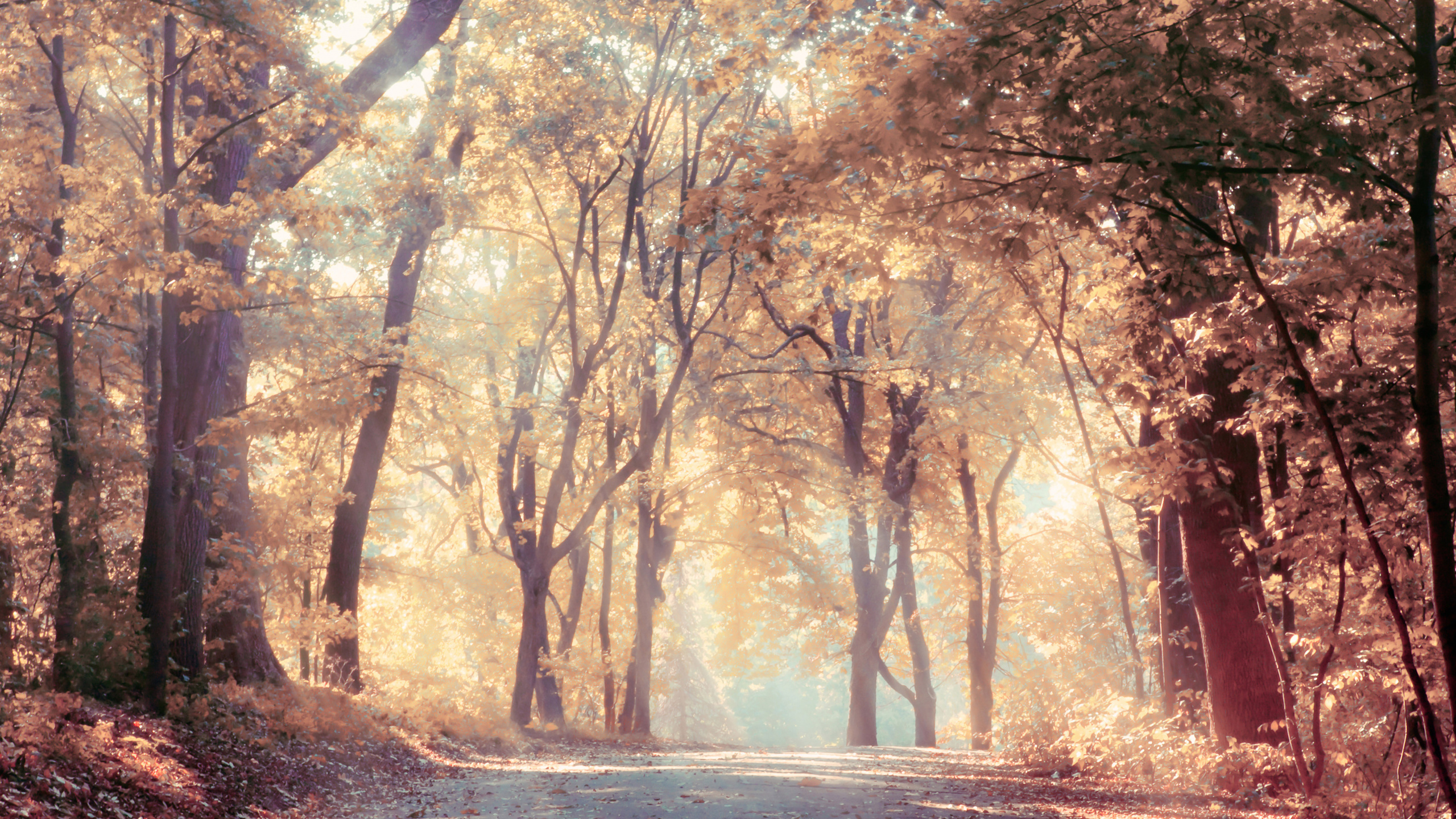 Обои природа, лес, дерево, солнечный свет, лесистая местность в разрешении 2560x1440