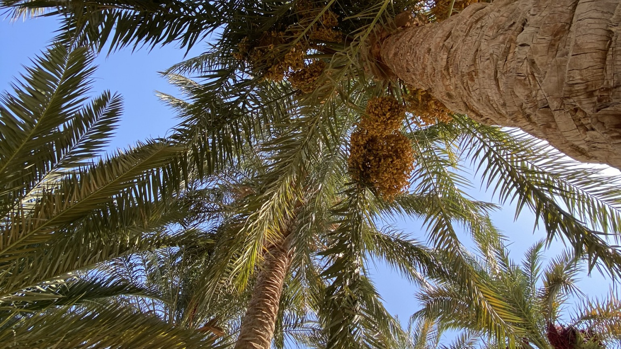 Обои растительность, Кокос, ветвь, древесные растения, наземное растение в разрешении 1280x720