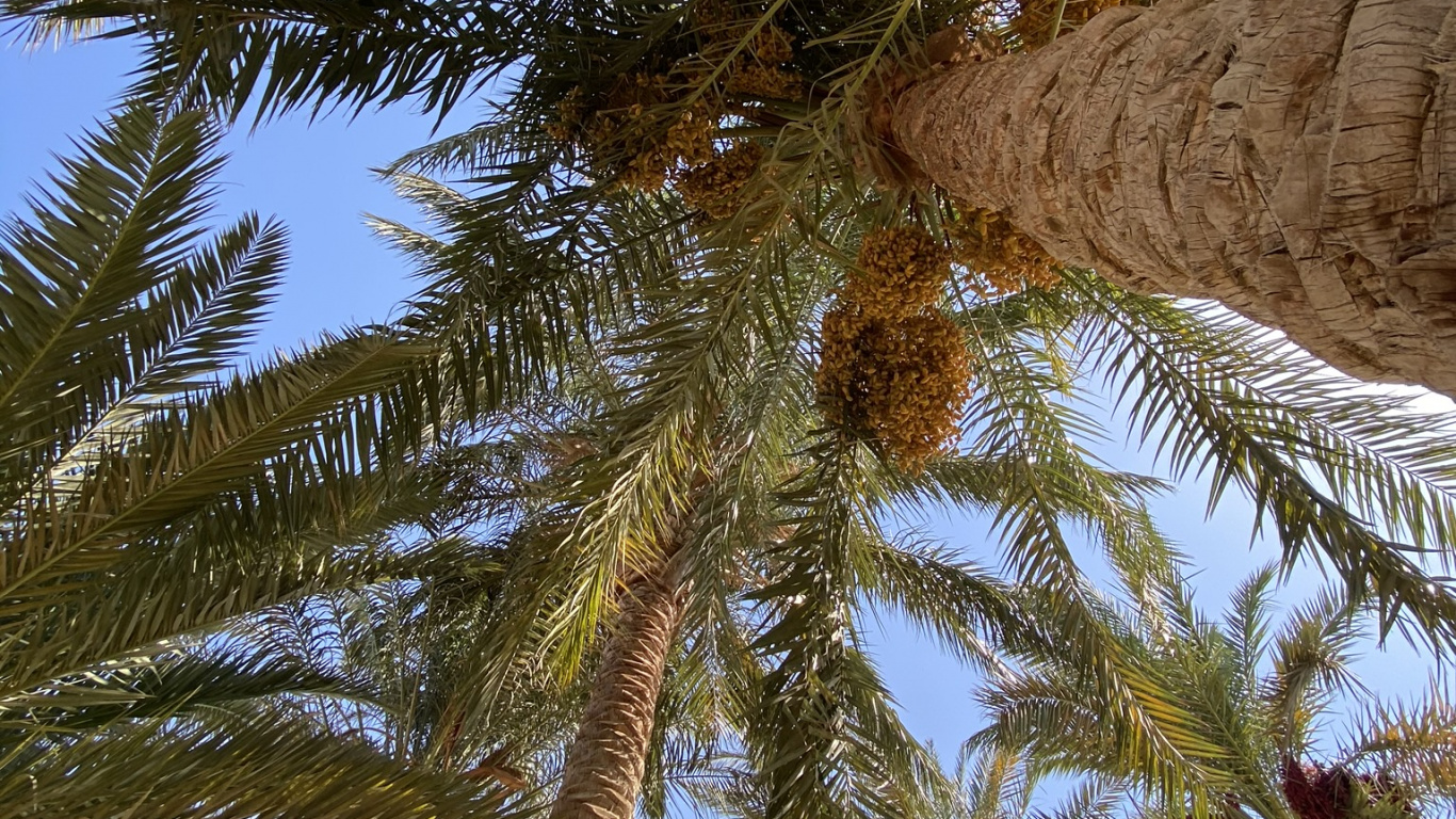 Обои растительность, Кокос, ветвь, древесные растения, наземное растение в разрешении 1366x768