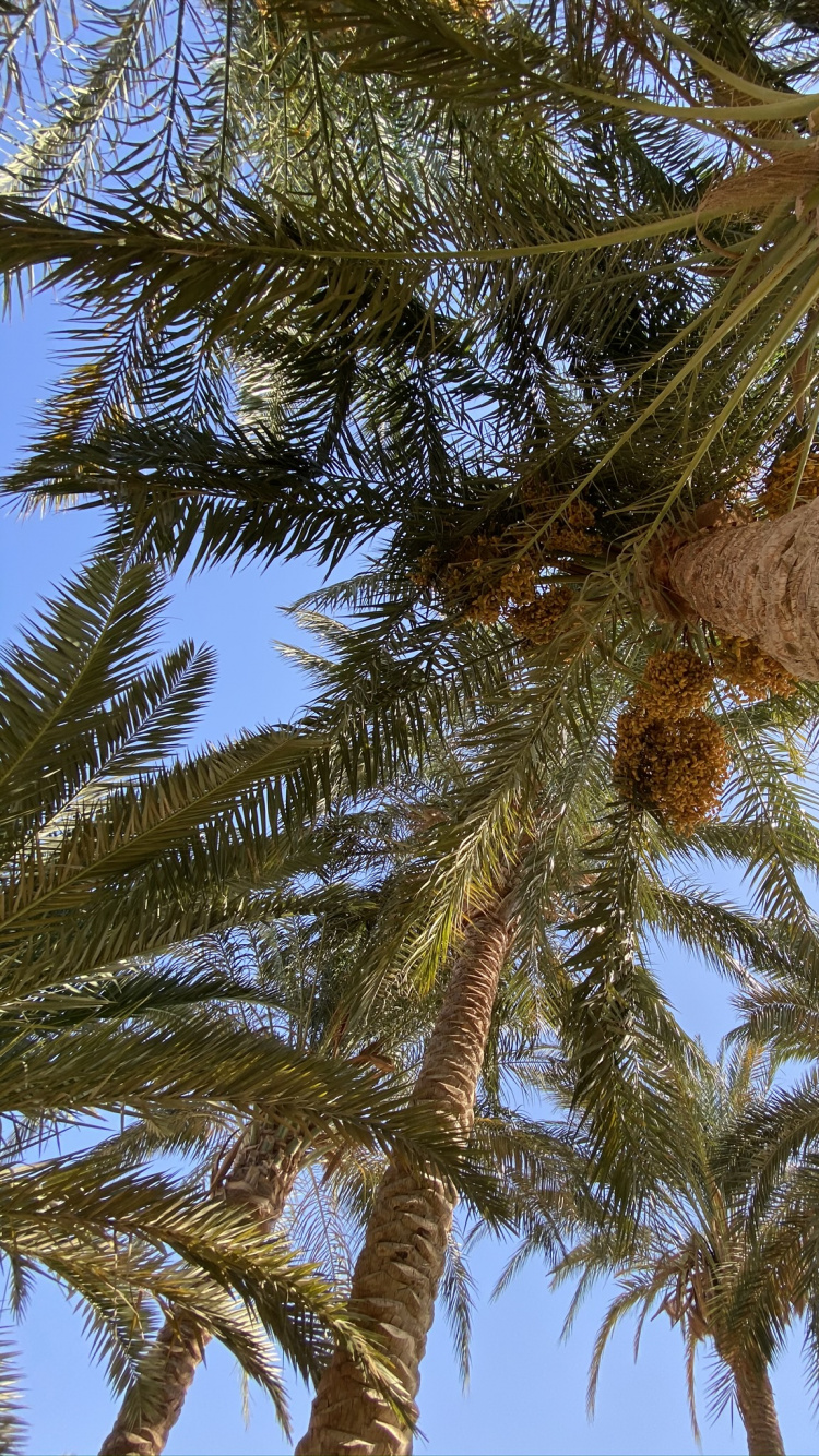 Обои растительность, Кокос, ветвь, древесные растения, наземное растение в разрешении 750x1334