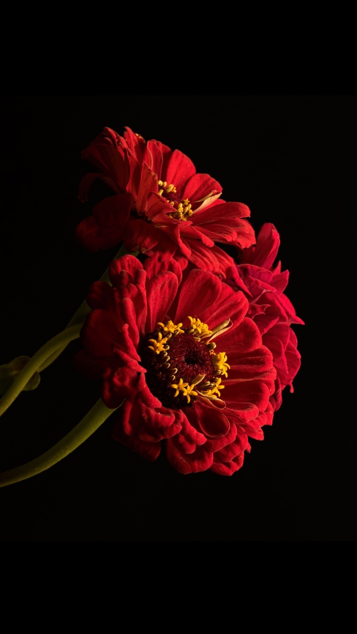 Обои Флора, цветок, лепесток, растение, искусственный цветок в разрешении 720x1280