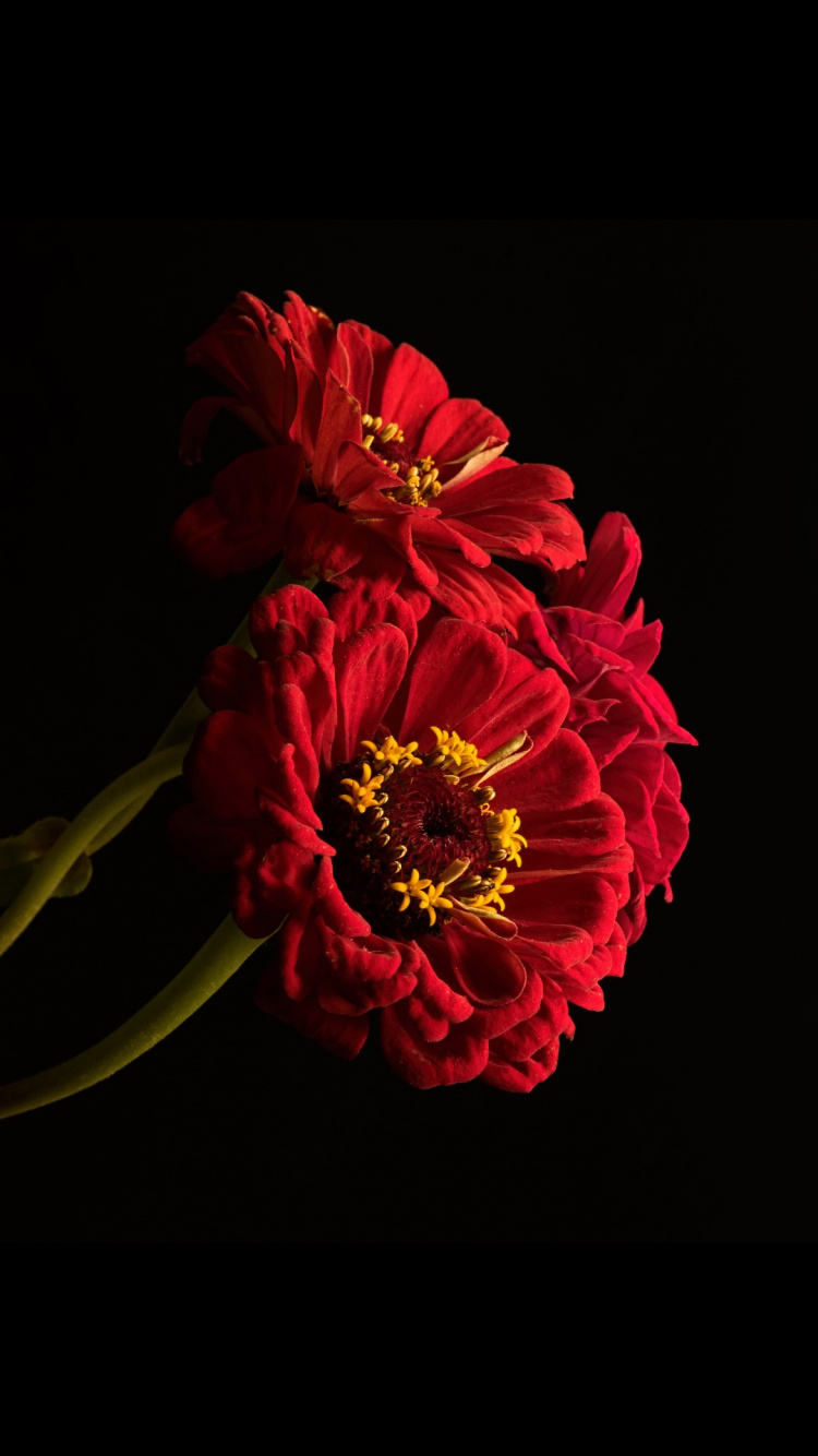 Обои Флора, цветок, лепесток, растение, искусственный цветок в разрешении 750x1334