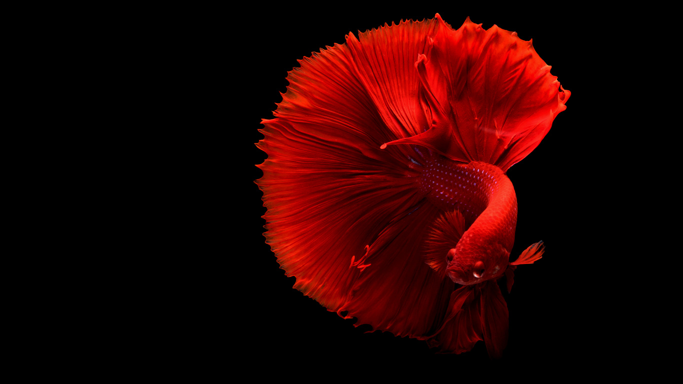 Обои домашнее животное, розовая семья, животное, красный цвет, Изумрудно-зеленый Бетта в разрешении 1366x768