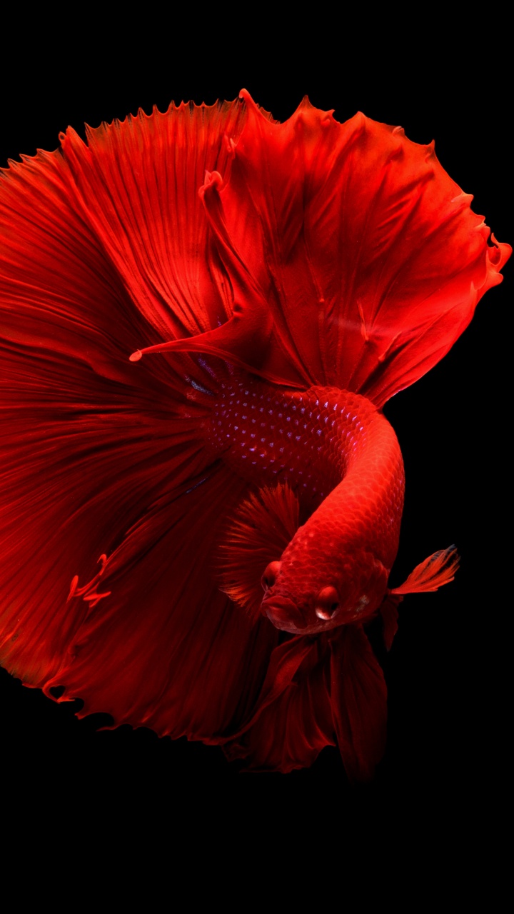 Обои домашнее животное, розовая семья, животное, красный цвет, Изумрудно-зеленый Бетта в разрешении 720x1280