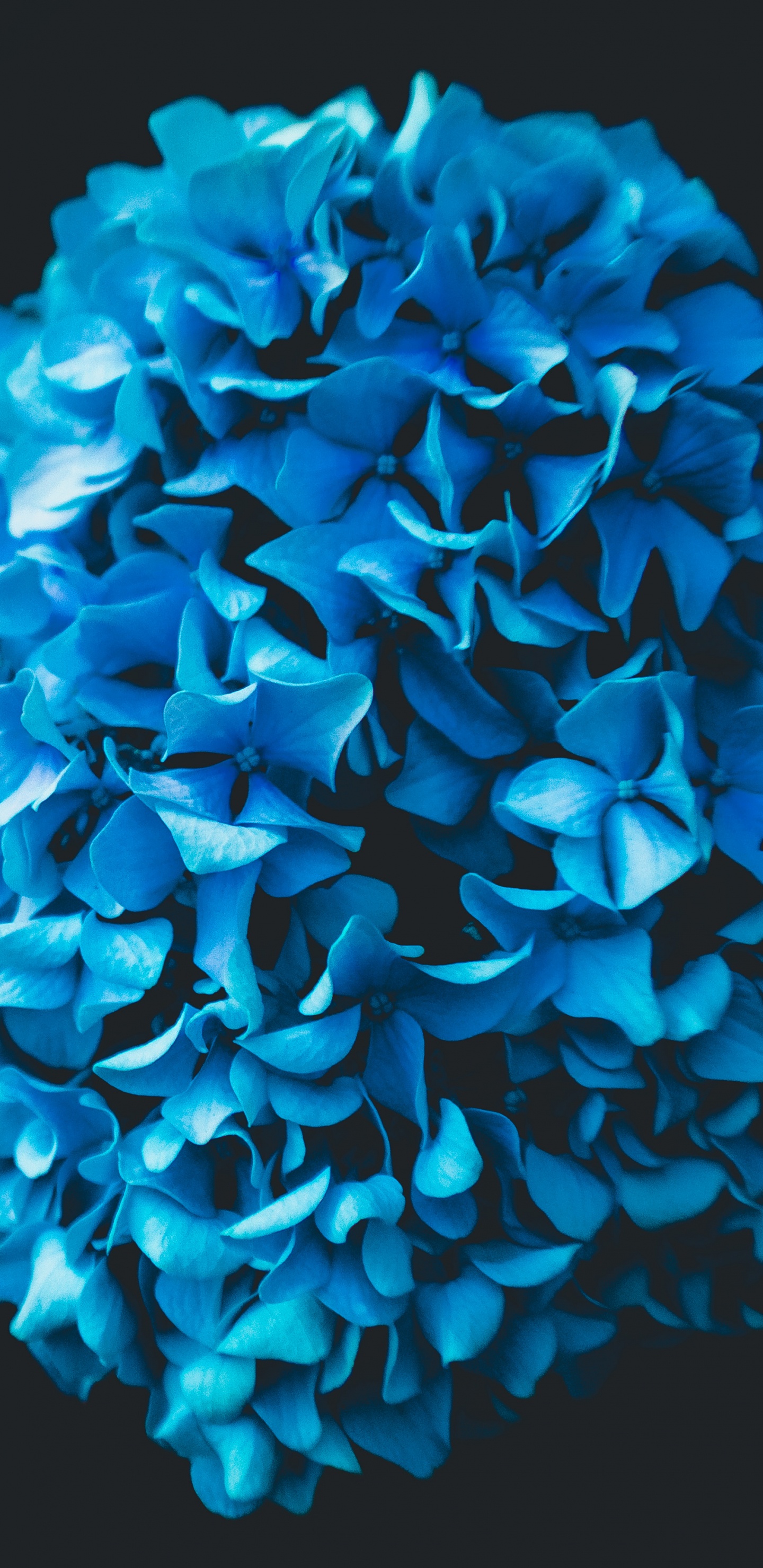 Обои синий, Аква, синий кобальт, бирюза, лепесток в разрешении 1440x2960