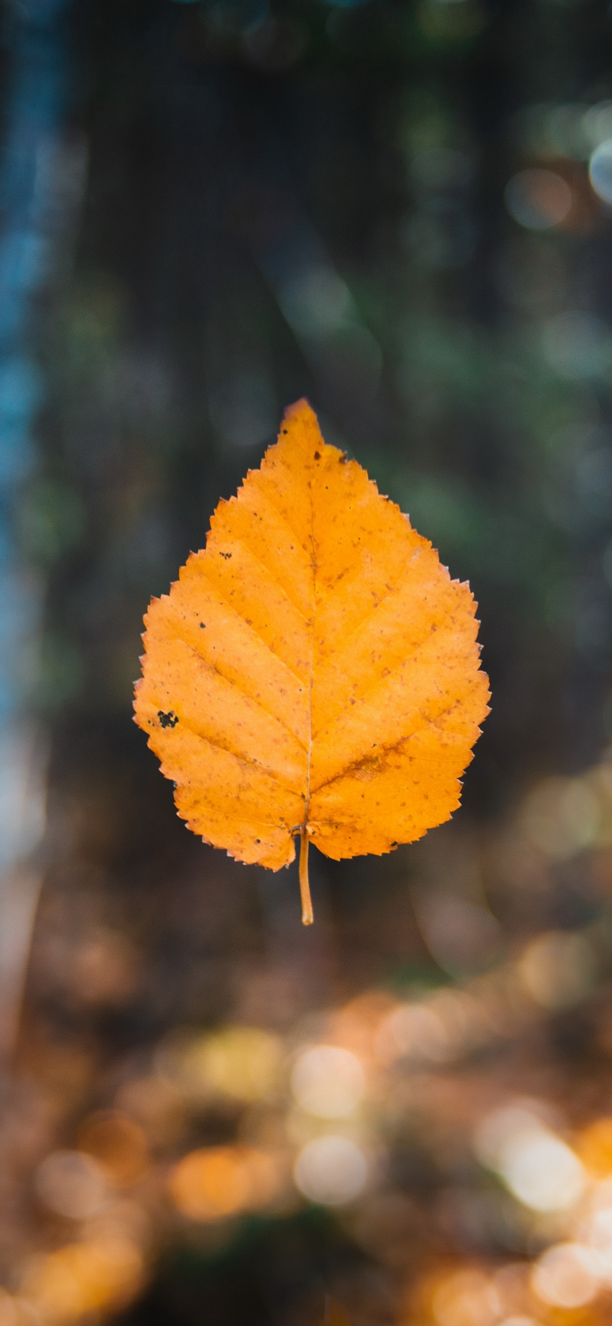 Обои лист, осень, Осенняя окраска листьев, кленовый лист, коричневый цвет в разрешении 1242x2688