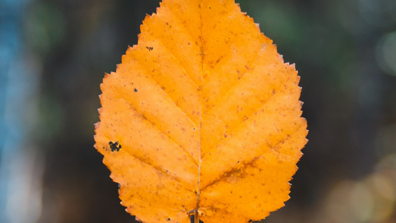 Обои лист, осень, Осенняя окраска листьев, кленовый лист, коричневый цвет в разрешении 1280x720