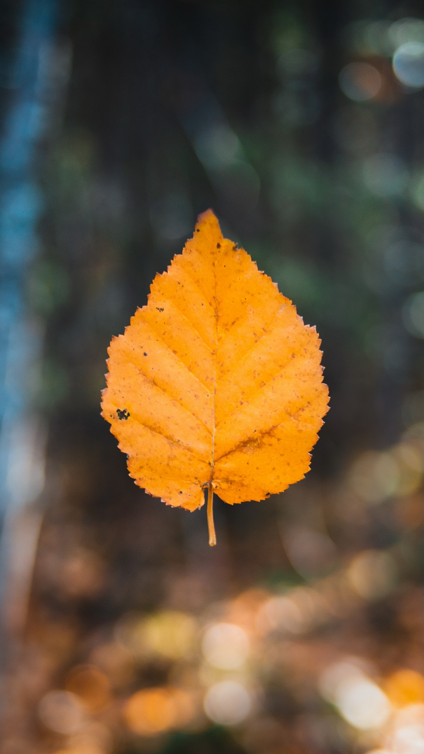 Обои лист, осень, Осенняя окраска листьев, кленовый лист, коричневый цвет в разрешении 1440x2560