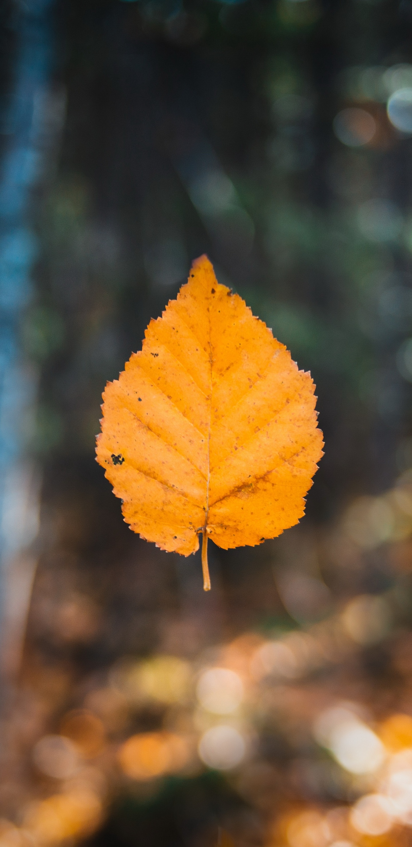 Обои лист, осень, Осенняя окраска листьев, кленовый лист, коричневый цвет в разрешении 1440x2960