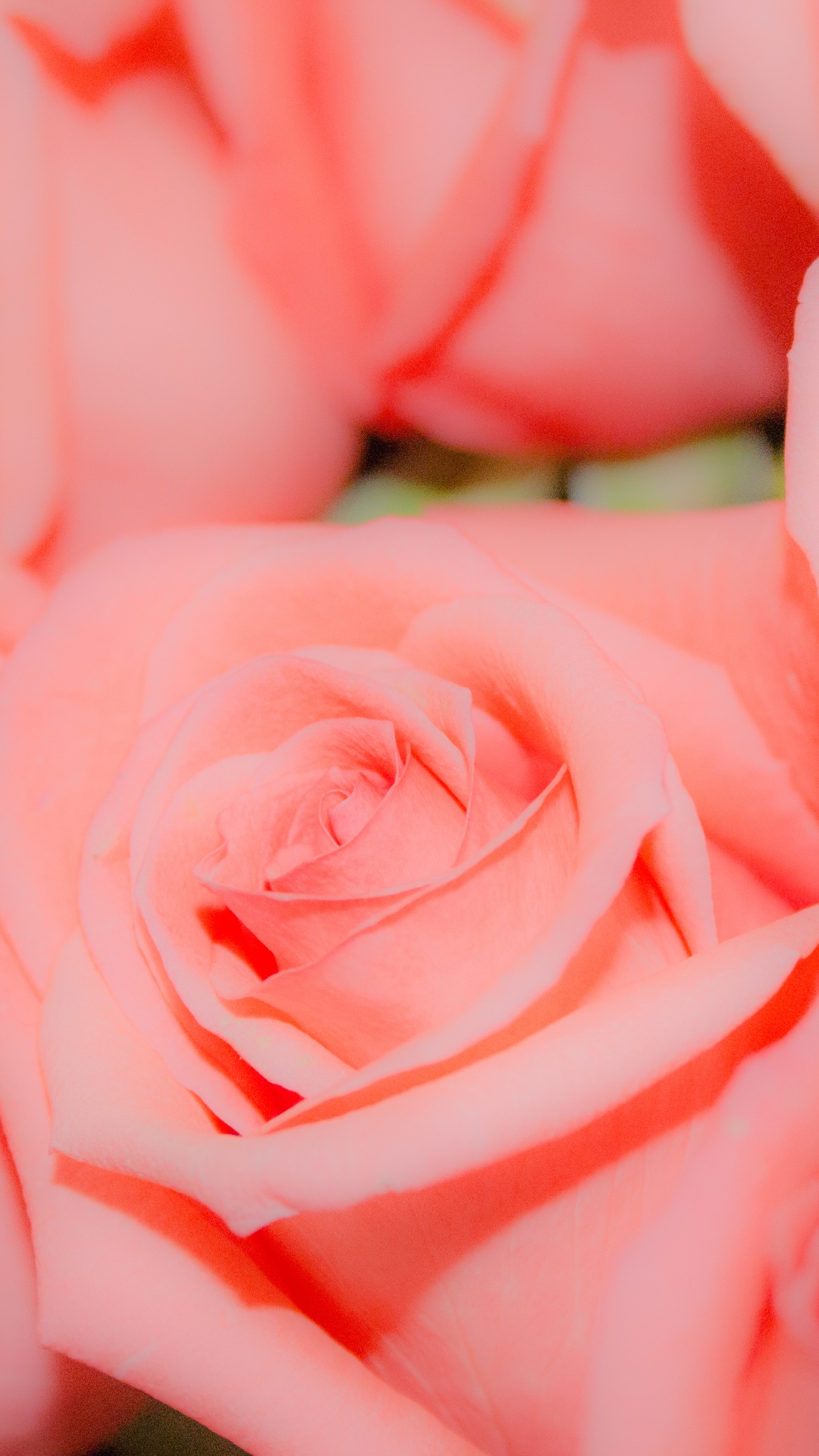 Обои розовый, Роза, сад роз, цветок, цветковое растение в разрешении 1080x1920