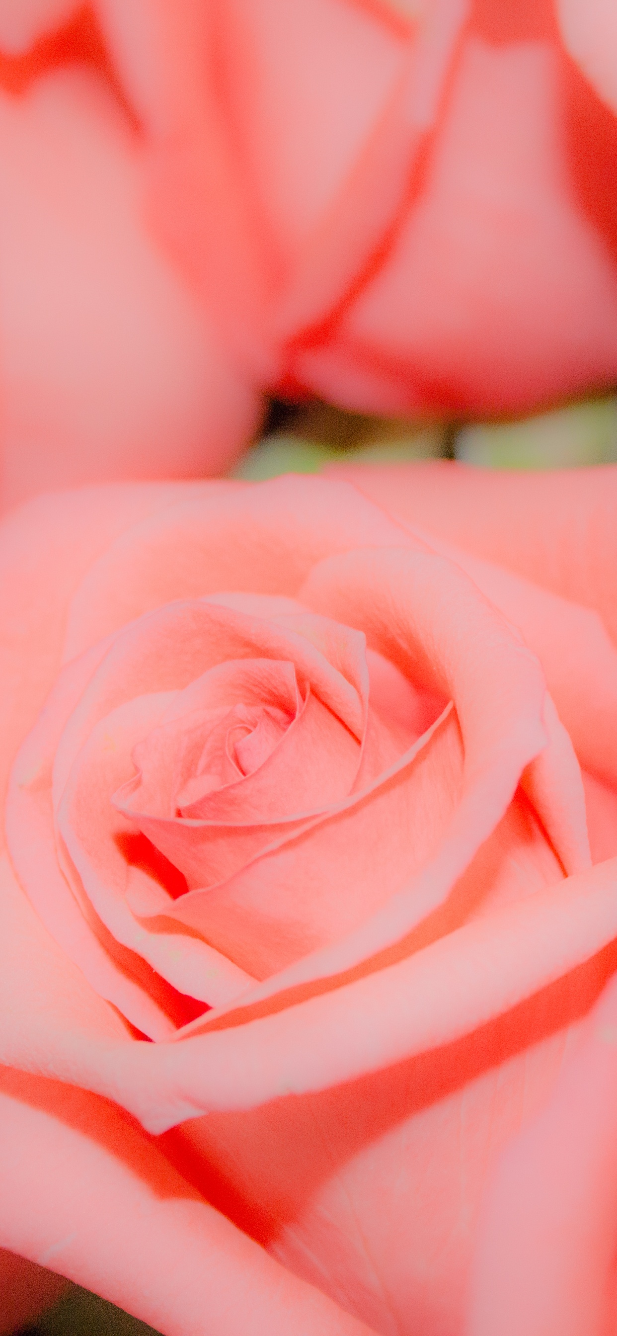 Обои розовый, Роза, сад роз, цветок, цветковое растение в разрешении 1242x2688