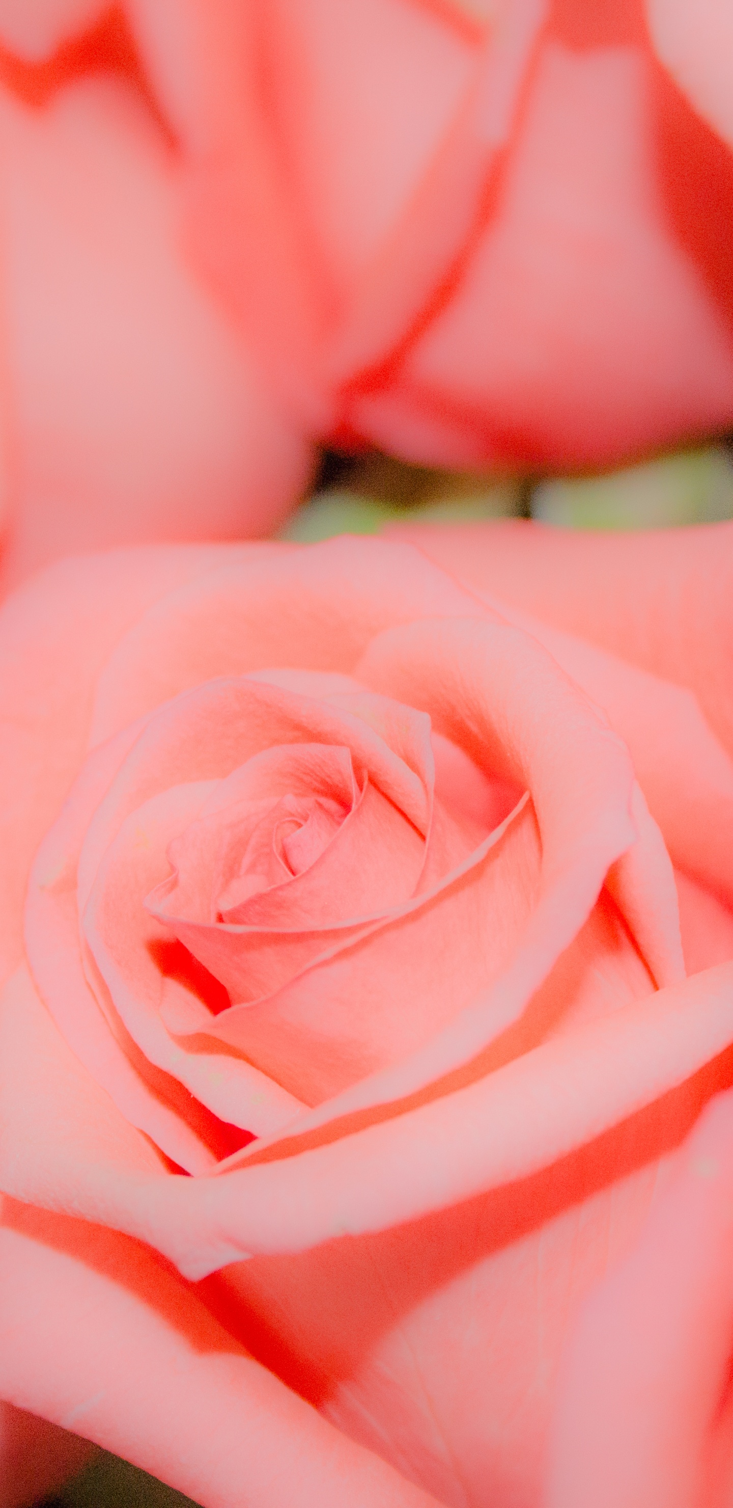 Обои розовый, Роза, сад роз, цветок, цветковое растение в разрешении 1440x2960